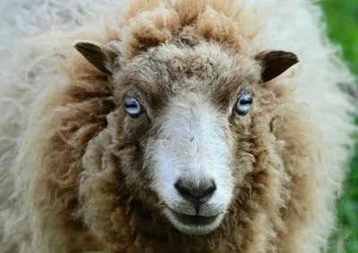 Забавные фиолетовые овечки на новый год Stock Vector | Adobe Stock