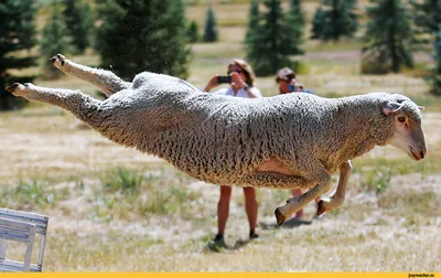 Весёлые мультяшные овечки» — создано в Шедевруме