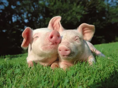 Прикольные картинки про свиней (57 фото)