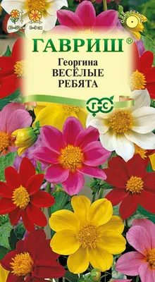 Георгин низкорослый (Веселые ребята) — Свои цветы
