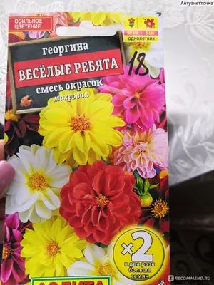 Цветы Георгина Веселые ребята 0,2г |