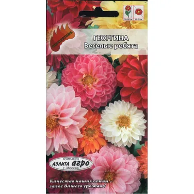 Семена цветов Георгина \"Веселые ребята\", 0,3 г купить, отзывы, фото,  доставка - Совместные покупки zakupashka-city