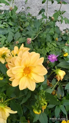 Рассада для сада Тула - 🌺«Веселые ребята» – это один из неприхотливых  сортов георгин. Эти яркие цветы имеют полное право называться «веселыми».  Стоит только посмотреть на клумбу с «Веселыми ребятами», как тут