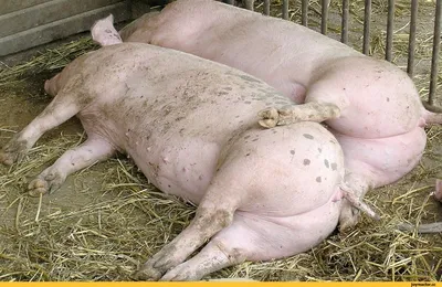 Прикольные картинки про свиней (57 фото)