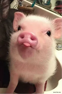 Веселая свинья, в фартуке, ест …» — создано в Шедевруме