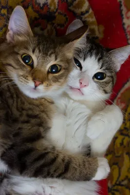 Картина на холсте Смешные коты забавный кот животные (3) 30х40 см - купить  по низкой цене в интернет-магазине OZON (1165573887)