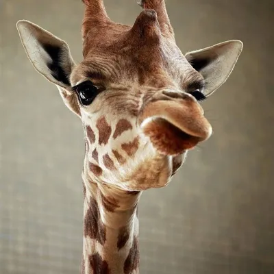 Веселый жираф. Акварель Иллюстрация Stock | Adobe Stock