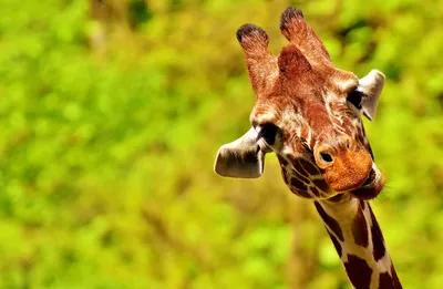 Веселый жираф Стоковая иллюстрация ©julos #37564059