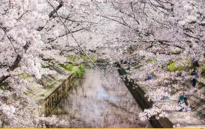 Цветущая сакура весной, япония, …» — создано в Шедевруме