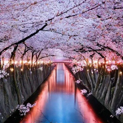 Фото Весенние цветение сакуры вдоль реки с мостом, Japan / Япония