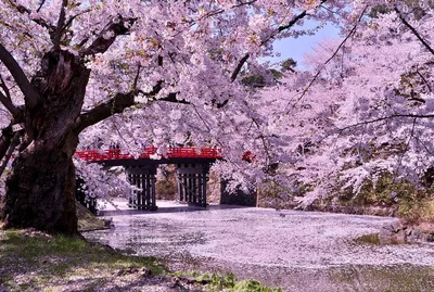 Горы и вишневые цвета Фудзи весной, Япония Стоковое Фото - изображение  насчитывающей парк, снежок: 146284240