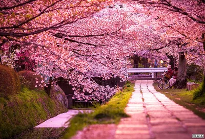Самые красивые места Японии | Всё обо всём | Дзен