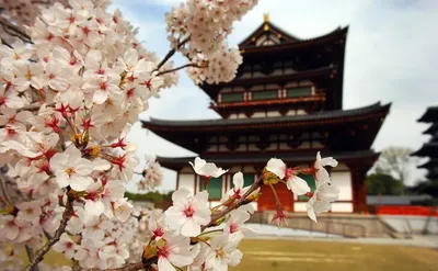Гора и вишневые цвета Фудзи весной, Япония Стоковое Изображение -  изображение насчитывающей достопримечательностью, кровопролитное: 146283919