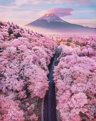 Гора Фудзи И Вишня Цветут Весной Япония — стоковые фотографии и другие  картинки Япония - Япония, Цветок вишни, Гора Фудзи - iStock
