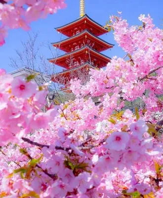 Туроператоры: интерес к весенней Японии у туристов не пропал | Ассоциация  Туроператоров