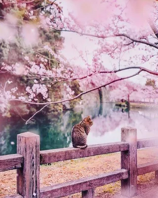 Вишневый Цвет, Японская Весна Живописные Весенние Цветы Весна Фона  Фотография, картинки, изображения и сток-фотография без роялти. Image  56489003
