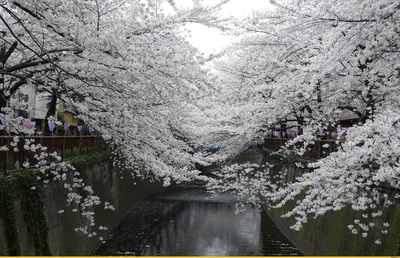 Топ-7 мест в Японии, чтобы увидеть весенние цветы