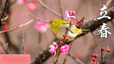 Shizuoka, Япония весной стоковое фото. изображение насчитывающей положение  - 107005872