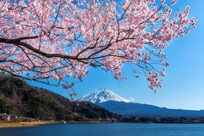 В поисках сакуры 🌸 Весенний трекинг в Японии - Pohod v Gory