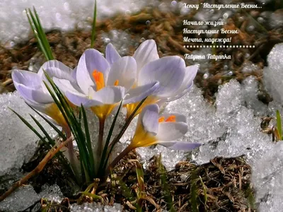 Весна март (96 фото) - 96 фото