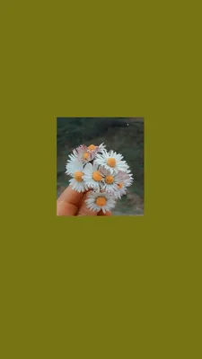Wallpaper | Обои на телефон | Летние обои, Обои, Покраска обоев