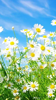 Photo Spring flower Crocuses Grass 640x960