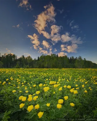 Завораживающие весенние пейзажи. Красота, про которую люди забыли —  «Фотосессии» на DRIVE2