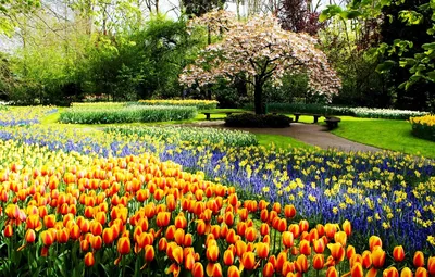 картинки : Hanyang University, Корея, Сеул, весна, весенние цветы, Цветение  вишни, flower trees, филиал, лепесток, дневное время, организм, Ветка,  Colorfulness, белый, цвести, цветущее растение, ботаника, Крупным планом,  пыльца, Дикий цветок ...