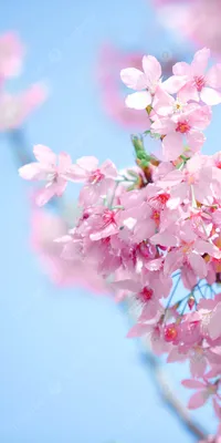Заказать Букет \"Весенние цветы\" - Bloom.by