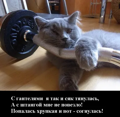 Весёлые картинки: коты-спортсмены | Марина Урусова | Дзен