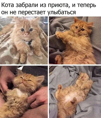 Пин от пользователя Kolesnichenko V на доске коты | Мемы, Смешные открытки,  С днем рождения кошки