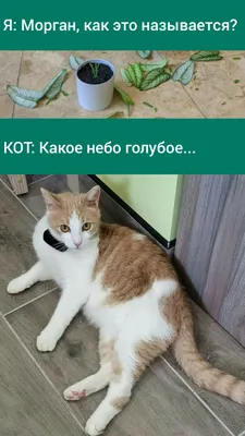 Мемы с котиками | Пикабу