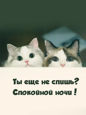 Коты (160 фото) | Прикол.ру - приколы, картинки, фотки и розыгрыши!
