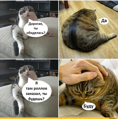 два кота дерутся на кулаках, кот смешные картинки с надписями, кошка,  смешной фон картинки и Фото для бесплатной загрузки