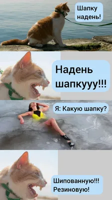 Смешные картинки с котами (14 фото)