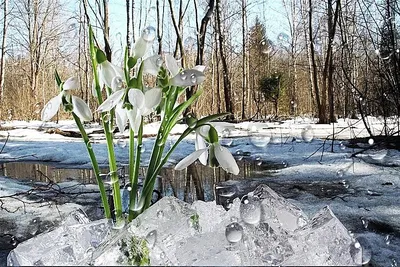 Весна. Апрель В-33С