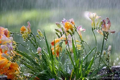 В первый день весны в Сахалинскую область придут тепло и дожди - Новости  Сахалинской области - astv.ru