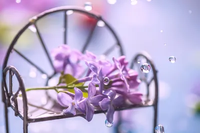 Весна Дождь - Бесплатное фото на Pixabay - Pixabay