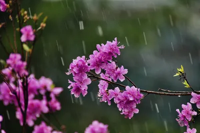 Весенний дождь...\" ~ Открытка (плейкаст)