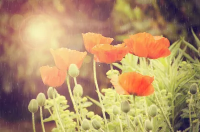 весна дождя сада стоковое изображение. изображение насчитывающей бобра -  120984421