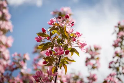 Картинка Весна идет весне дорогу » Весна » Природа » Картинки 24 - скачать  картинки бесплатно