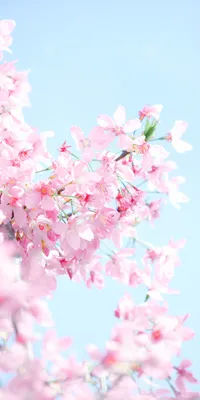 Весна Цветы Тюльпаны Телефон - Бесплатное фото на Pixabay - Pixabay