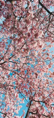 вертикальная версия розовой фотографии картинка весна цветущая вишня телефон  обои Фон И картинка для бесплатной загрузки - Pngtree