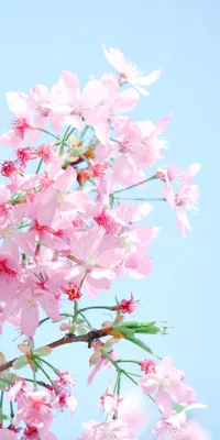 Красивые картинки на заставку телефона с весной (41 фото)