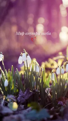 Картинки на телефон весна цветы вертикальные (70 фото) » Картинки и статусы  про окружающий мир вокруг