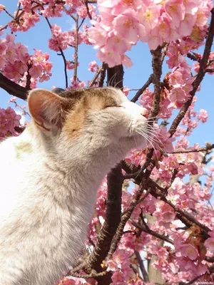 Кот наслаждается запахом цветущей вишни — Фотографии на аву