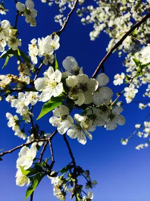 Картинки на аватарку весна красивые телефон (70 фото) » Картинки и статусы  про окружающий мир вокруг