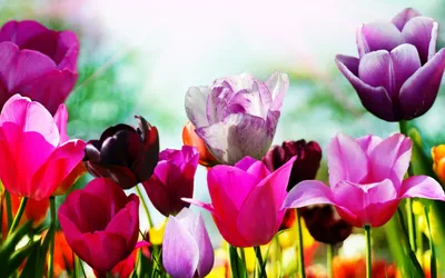 Весенняя картинка на рабочий стол, цветы - Весна - Природа - Картинки на рабочий  стол