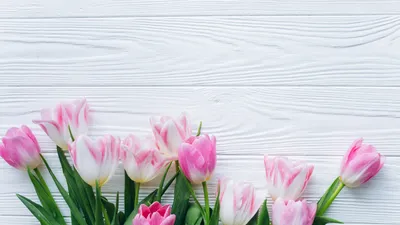 Скачать обои цветы, фон, Весна, Тюльпаны, раздел цветы в разрешении 1600x900