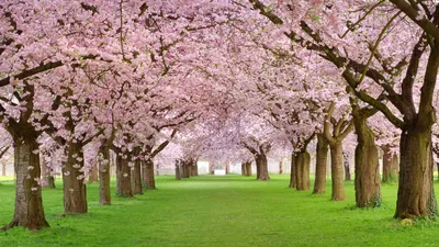 Весна Цветение Природа Фон. Цветущее Дерево Фотография, картинки,  изображения и сток-фотография без роялти. Image 55760556